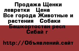 Продажа Щенки левретки › Цена ­ 40 000 - Все города Животные и растения » Собаки   . Башкортостан респ.,Сибай г.